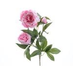Peonia halvány rózsaszin
