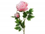 Peonia rózsaszin